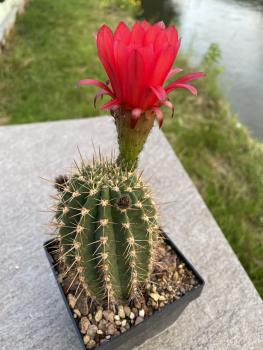 Lobivia grandiflora